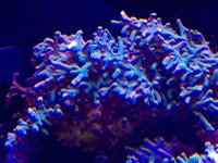 ImageUploadedByReefs2015-12-16 20:04:00 EST.jpg
