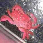 415_strawberrycrab1.jpg