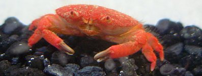 a_858_strawcrab.jpg