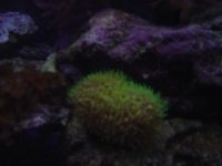 GreenStar06.jpg