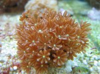 Green center star polyps.jpg