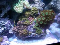 Gorilla nipples3.jpg