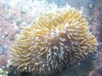 anemone.jpg