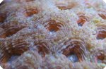 acan echinata orange, lime, pineapple.jpg