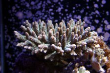IMG_5509.JPG