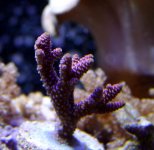 IMG_5511.JPG