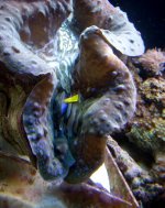 clam hippo 1.jpg