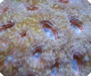 pineapple acan.jpg