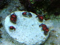 DSCF1079.JPG