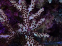 yellow SPS.jpg