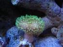Green polyp.jpg