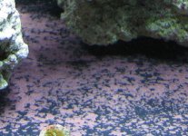 tank 4-29-06 006 small (coralline).jpg