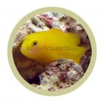 yellow clown goby - LA pic.jpg