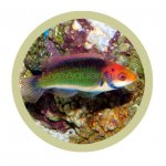 Solon Fairy Wrasse - Liveaquaria.jpg