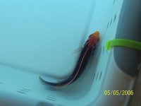 Solon Fairy Wrasse - actual.jpg