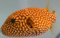 MAPPA PUFFER.jpg