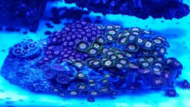 zoas.jpg