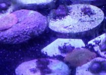 Golden Mushrooms.jpg Golden Mushrooms.jpg