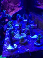 IMG_2718.jpg