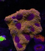 IMG_4681.jpg