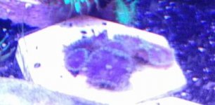 Purple death 5 heads.jpg Purple death 5 heads.jpg