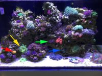 corals_on_manhattanreefs.jpg