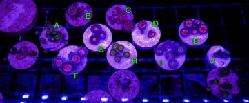 Zoas_6-16.jpg