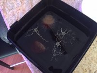 Starfish in the bucket.JPG