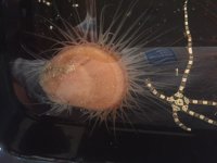 Scallop and star fish.JPG