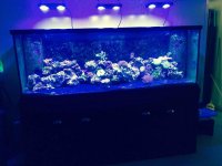 ImageUploadedByReefs2015-08-21 15:44:07 EDT.jpg