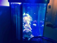 ImageUploadedByReefs2015-08-21 15:44:15 EDT.jpg