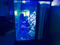 ImageUploadedByReefs2015-08-21 15:44:23 EDT.jpg