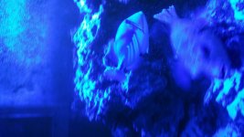 fish 9.jpg