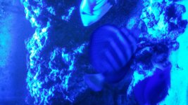 fish7.jpg