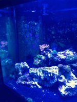 ImageUploadedByReefs2015-08-21 15:45:19 EDT.jpg
