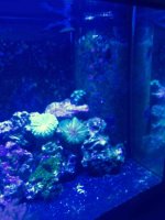 ImageUploadedByReefs2015-08-21 15:45:27 EDT.jpg
