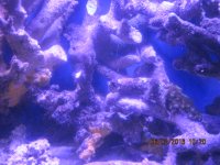 IMG_1784.JPG