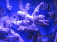 IMG_1785.JPG