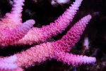Orange_Rose Millepora.jpg