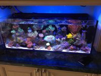 ImageUploadedByReefs2015-08-26 21:55:37 EDT.jpg