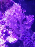 ImageUploadedByReefs2015-12-20 17:39:40 EST.jpg