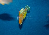 fishwrasse5 (2).jpg