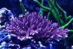 nasuta0109.jpg