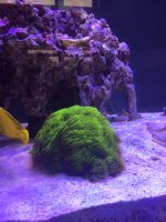IMG_2518.JPG