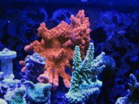 IMG_1442.jpg