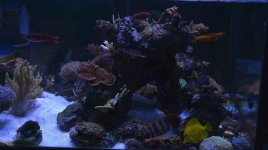 ImageUploadedByReefs2015-06-27 21:59:36 EDT.jpg
