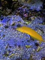 Canary Blenny Pic.jpg