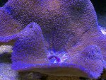 Carpet Anemone.jpg