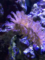 Gorgonian Pic.jpg