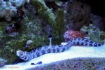 snowflake-eel.jpg